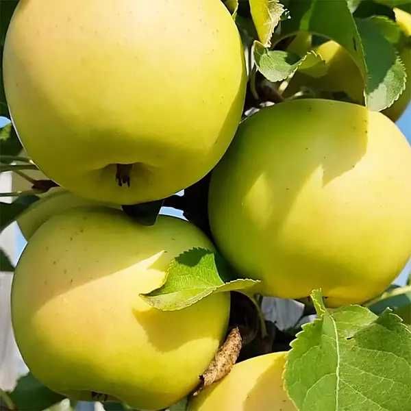 Саджанці яблунь різного сорту, з розвиненою кореневою. Опт та Роздріб.