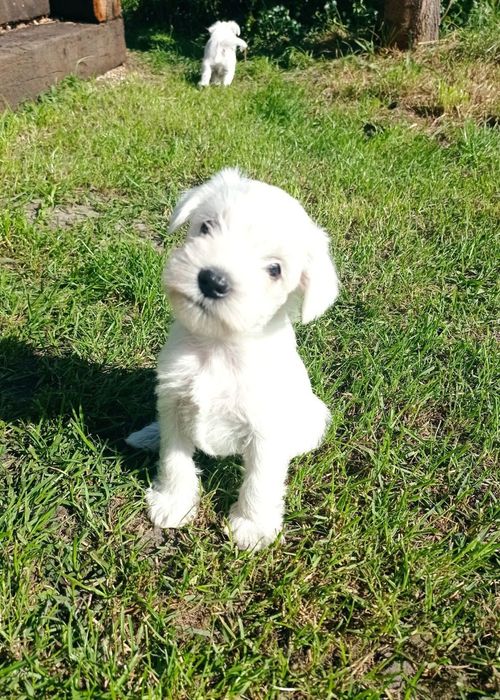 sznaucer miniaturowy miniaturka biały samiec sunia