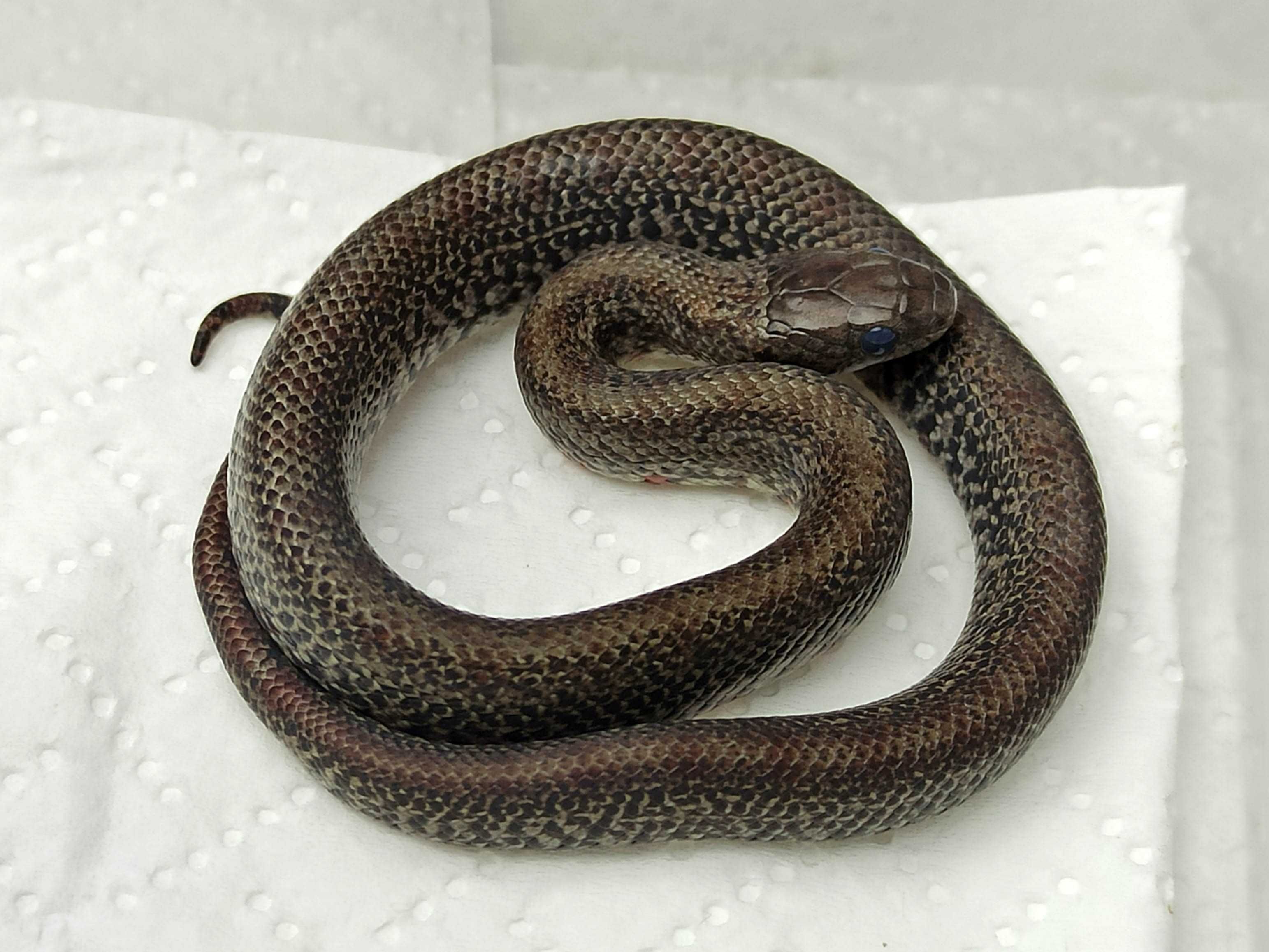Wąż- Lancetogłów meksykański/ Lampropeltis mexicana SAMICA(38% TANIEJ)