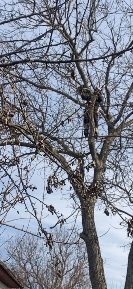 Професійне видалення дерев