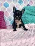 Boston Terrier piesek Poker