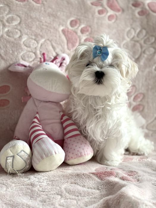 Urocza suczka maltańczyk ZKwP FCI