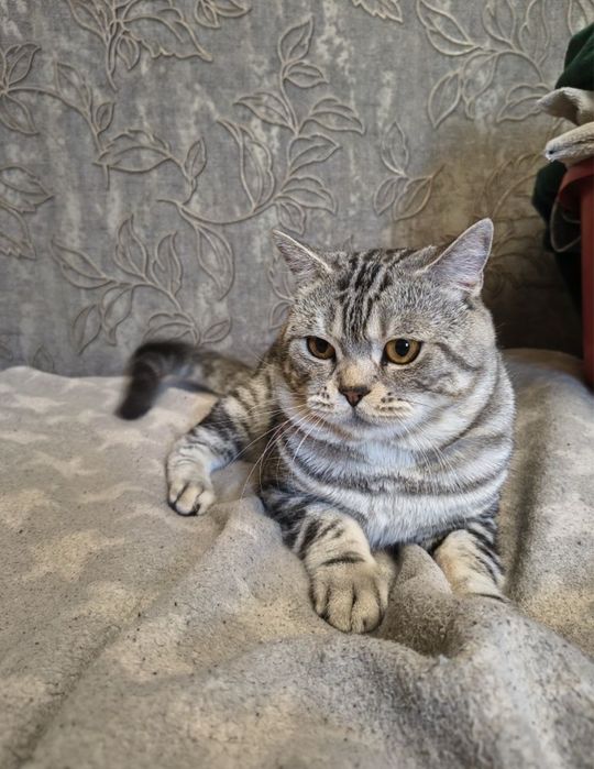 Чистокровні шотландські котята