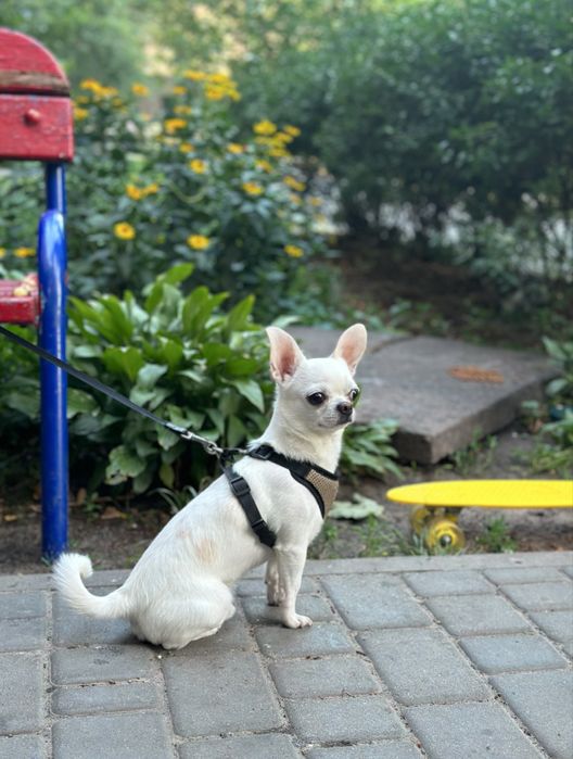 Вязка чихуахуа кобель