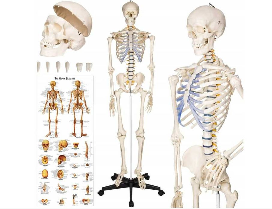 Szkielet anatomiczny ludzki człowieka 181 cm