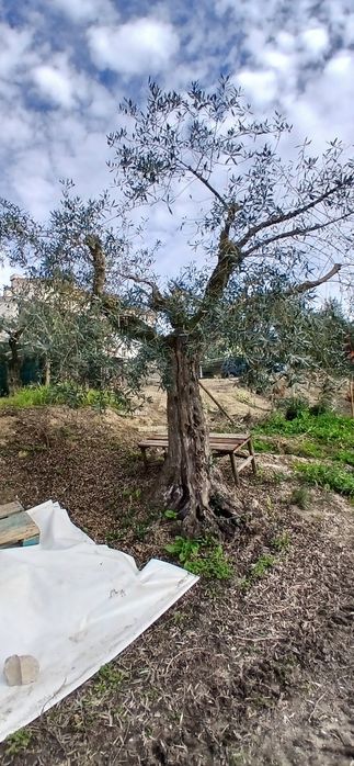 Vendo oliveiras centenárias