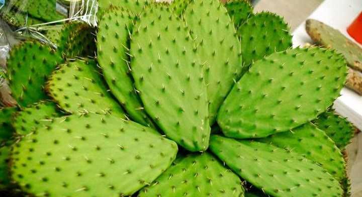 Folhas frescas de cacto opuntia para venda