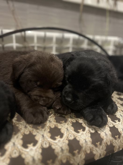 Лабрадор шоколад