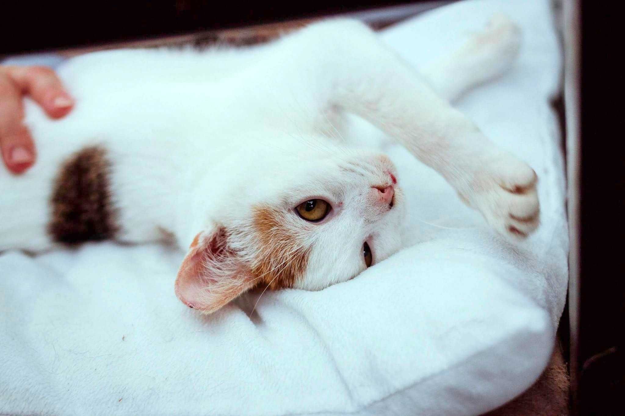 Spinka kotka do adopcji mała filigranowa delikatna biała koteczka kot