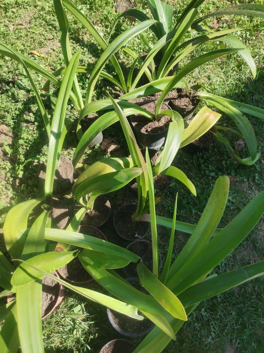 Продам цибулини амараліса