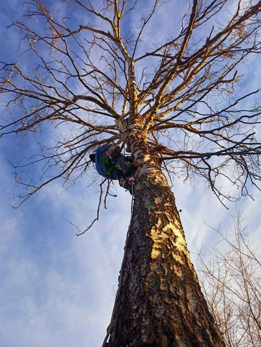 Спил зрізання дерев,кронування,арборіст