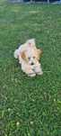 Piesek Maltipoo gotowy do odbioru