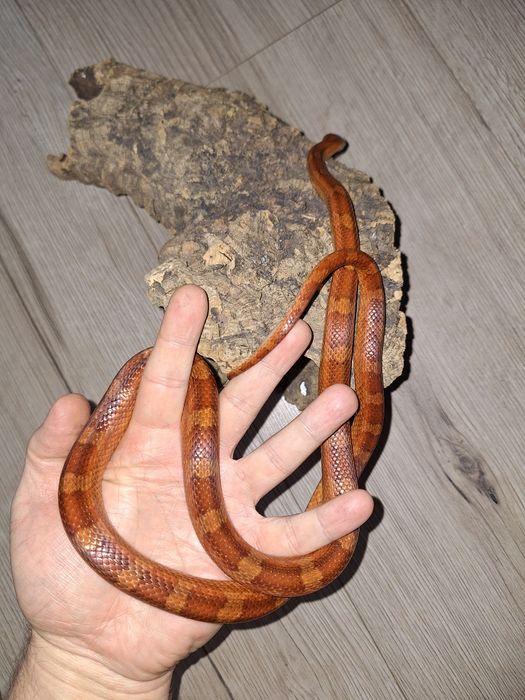 Wąż zbożowy - samica  Bloodred