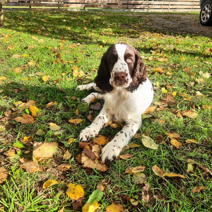 springer spaniel angielski - LEGO dostępny chłopiec wątrobiano biały