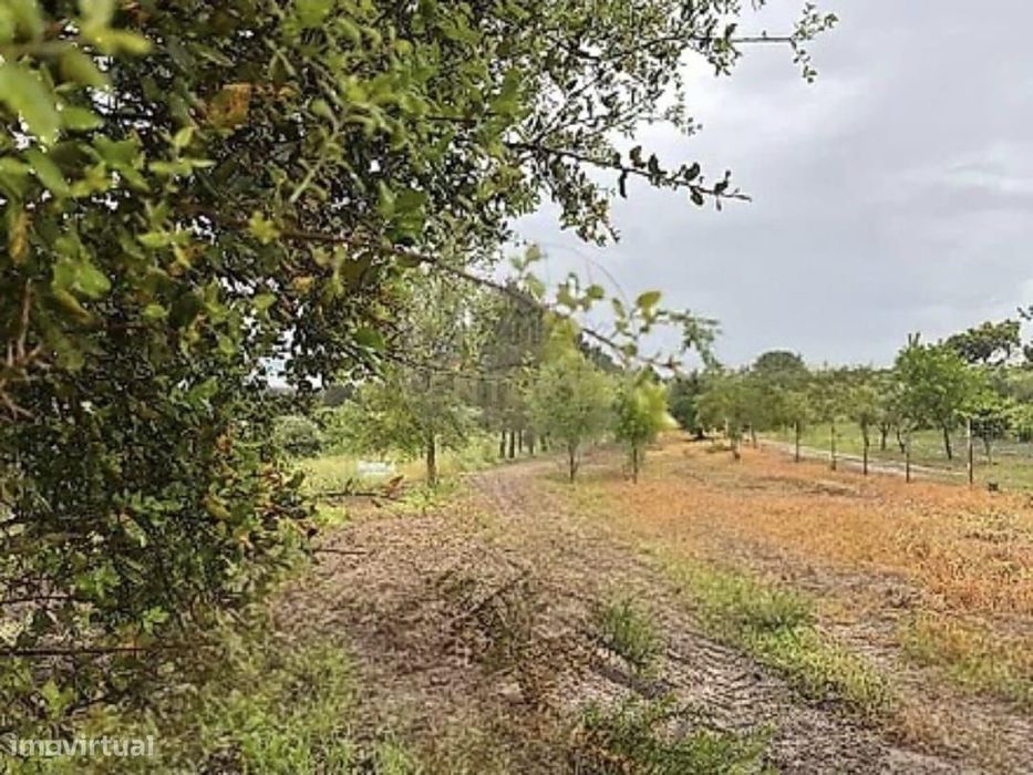Terreno Rústico com 5.000m2 em S.José da Lamarosa, Coruche