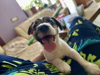 Piesek jack russell terrier FCI ZKwP