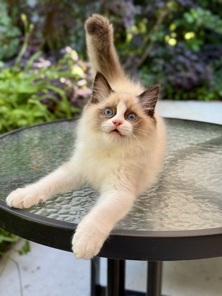 Słodki kocurek Ragdoll seal mitted z profesjonalnej hodowli