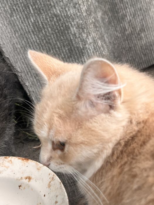 Котята у сімью Білі та Вілі