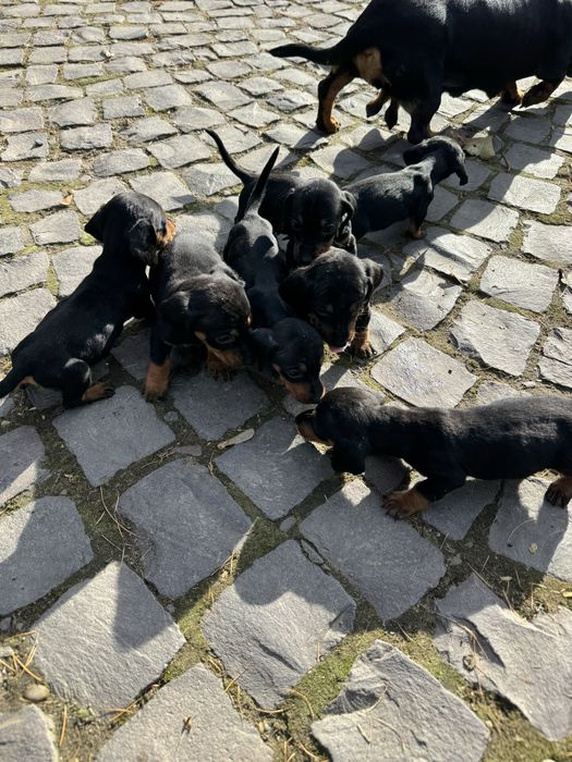 Продам щенят такси