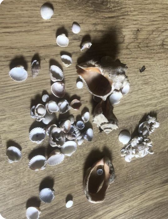 Кокос з мушлями для акваріуму