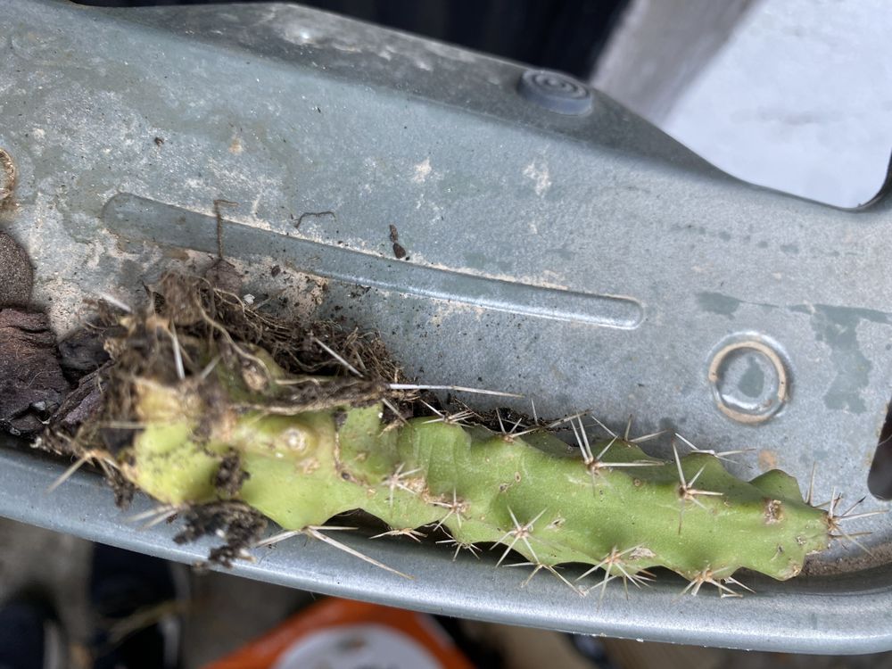 echinocereus pentalophus