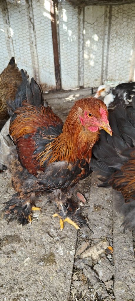 Galos Brahma perdiz.