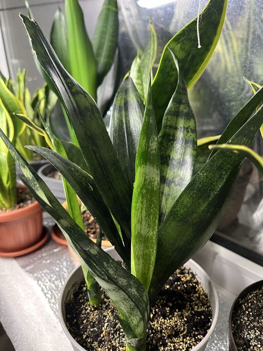 Молоді рослини Сансівієрії