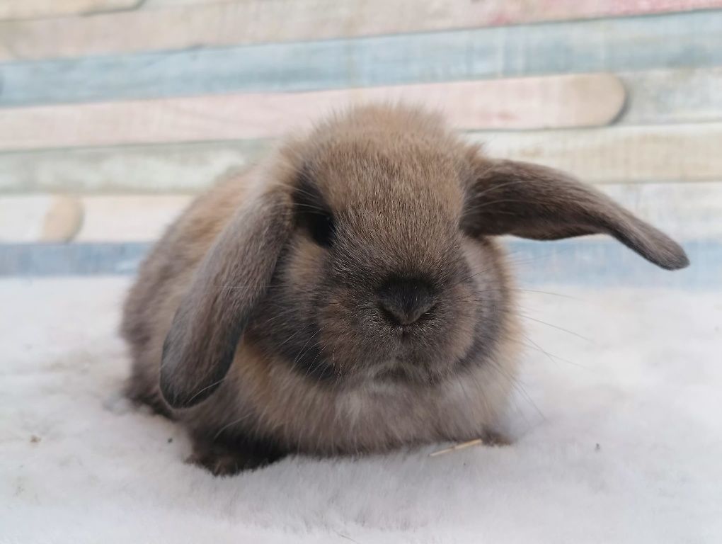 Mini lop,mini lopek ,baranek , baran karzełek