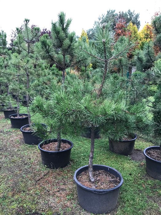 Sosna Czarna 'Pinus Nigra' wys ok. 150cm