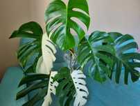 Pędówka sadzonka pędowa Monstera variegata halfmoon big form liść