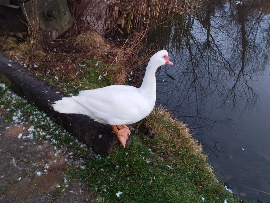 Індокачур (важка лінія)