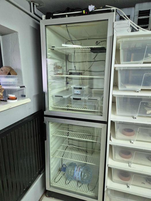 inkubator na jaja wąż/jaszczurki