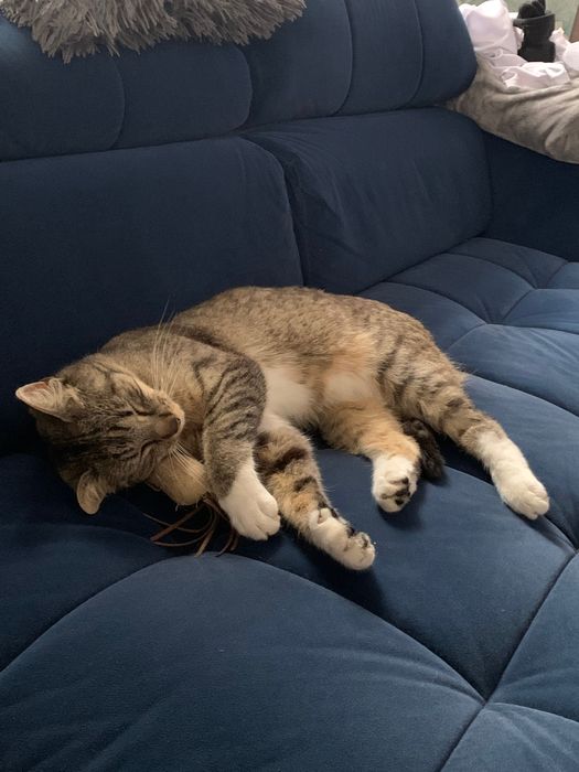 Kotka do adopcji