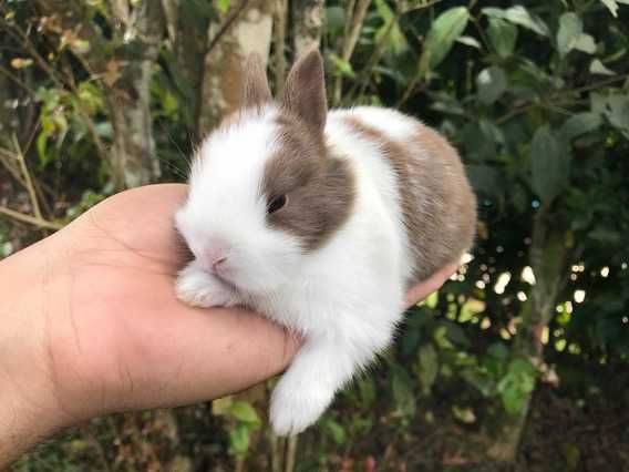 kit coelhos anões toy vacinados e desparasitados