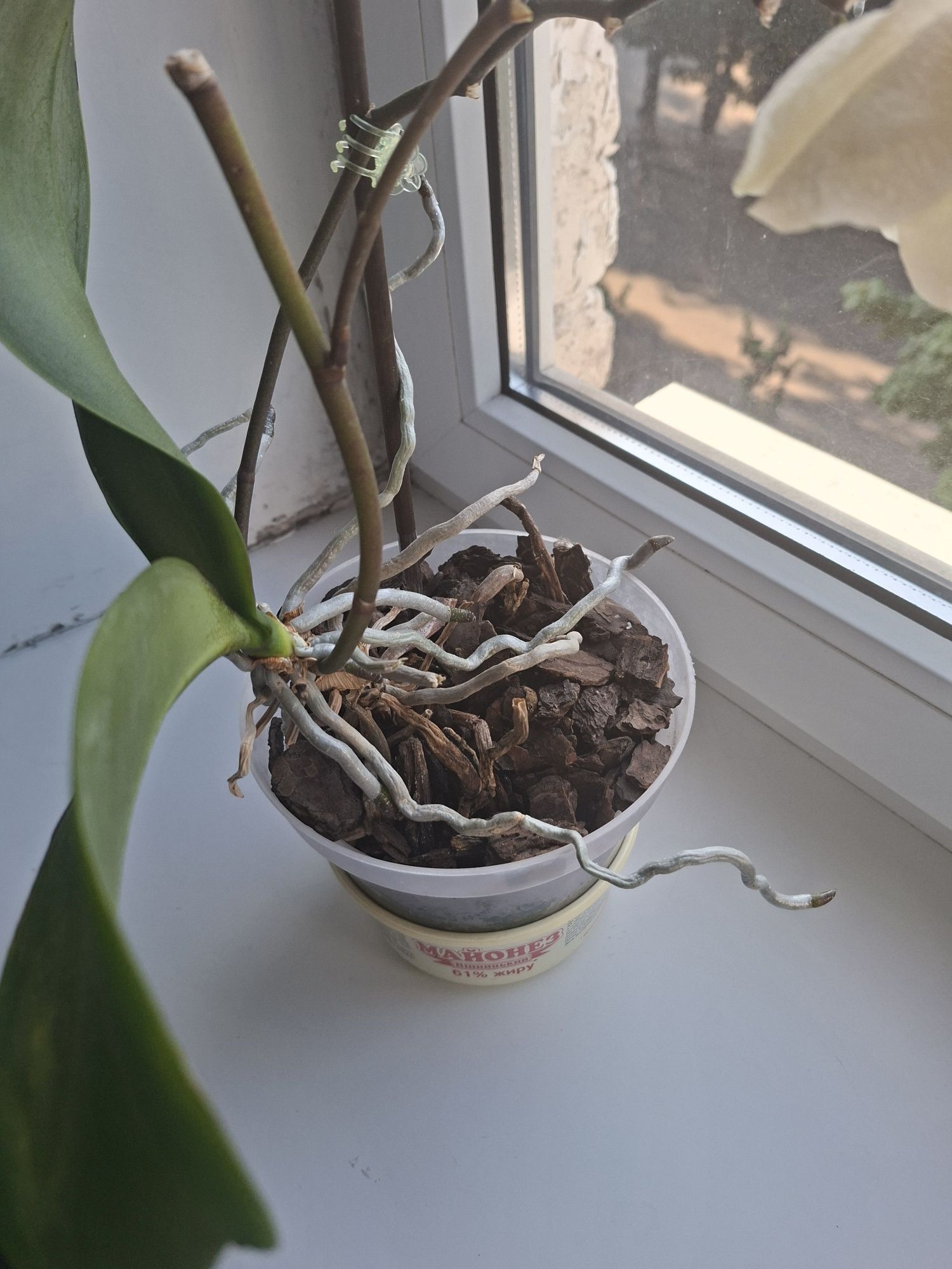 Продам 3 сортові орхідеї
