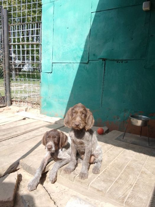 Цуценята німецького дратхаара