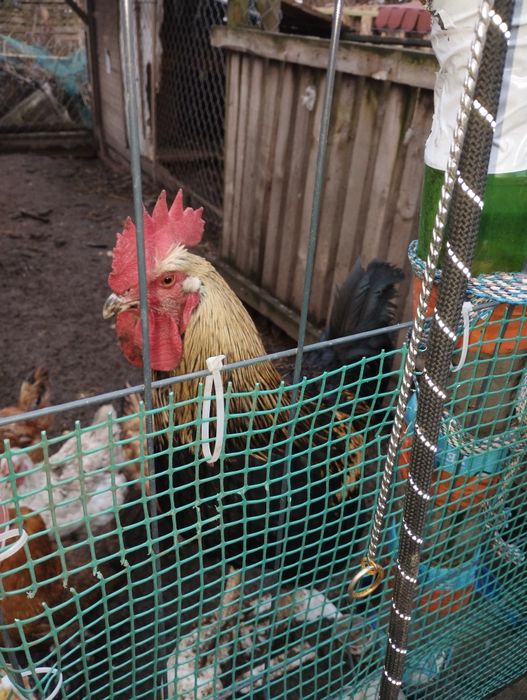 Sprzedam koguta rocznego