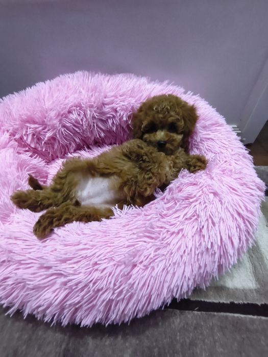 Дівчинка той пуделя 2,5 міс.