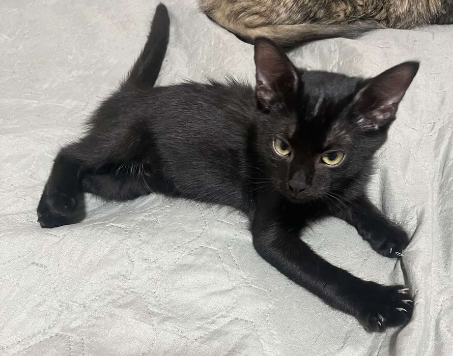 Котята 3,5 месяцев