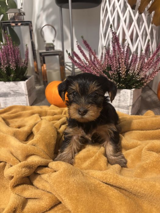 Piesek Yorkshire Terrier