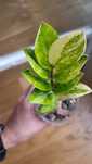 Zamioculcas / Zamiokulkas variegata