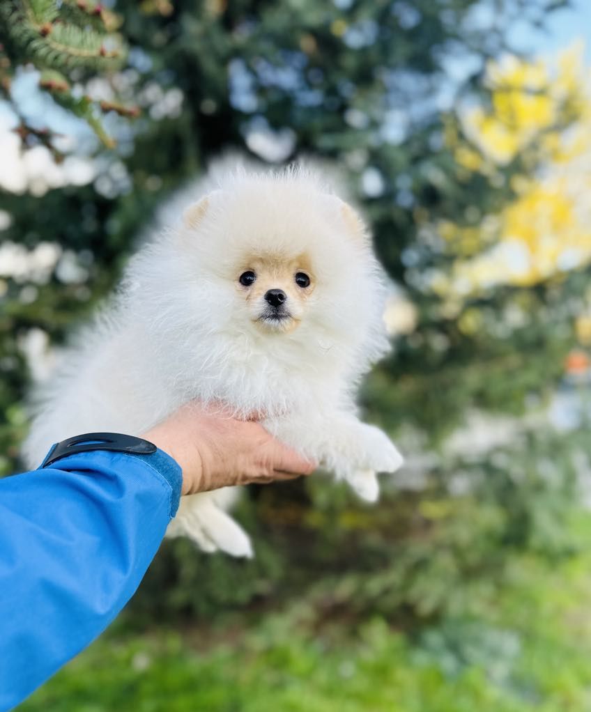 Szpic miniaturowy Pomeranian FCI