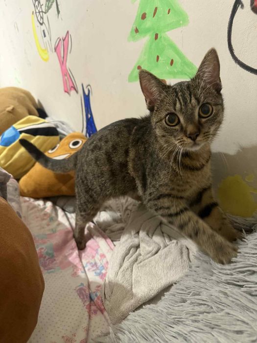 Oddam kotke w dobre rece