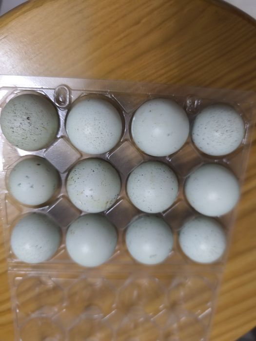 Ovos de codorniz azuis