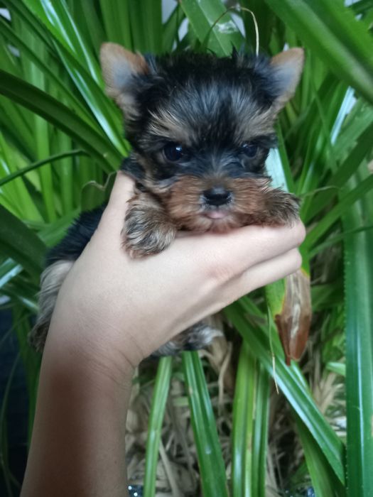 Чудо чадо мини привит