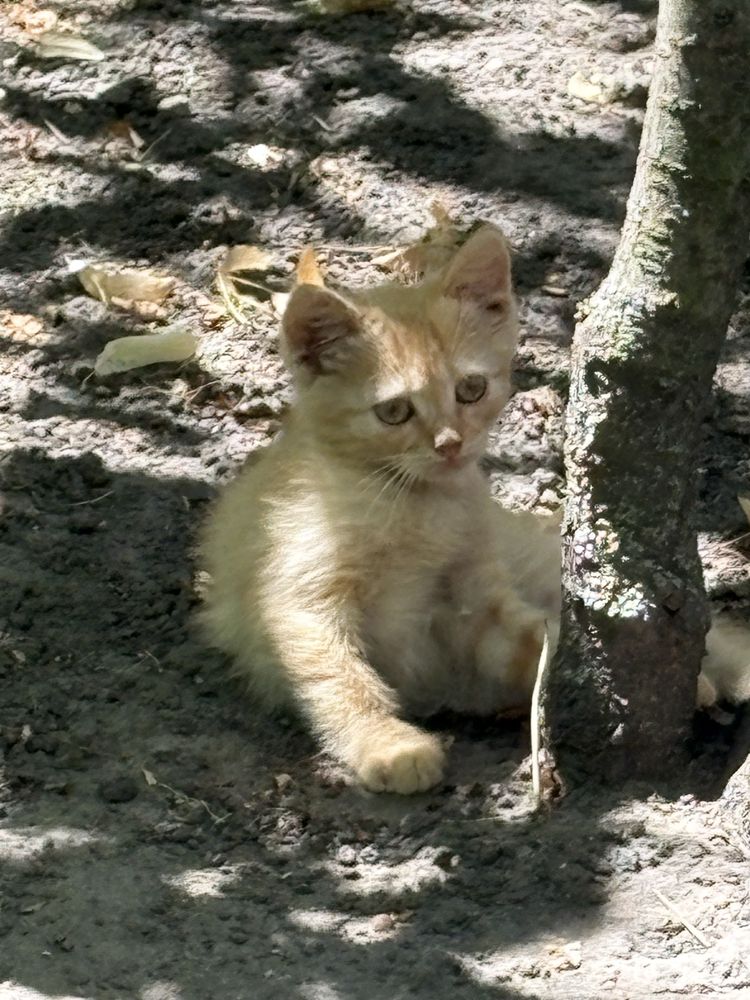 Руденьке та сіреньке кошеня
