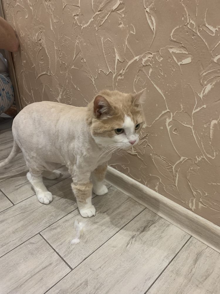 Стрижка собак и кошек