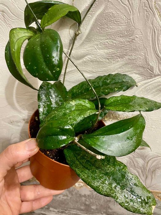 Hoya erythrina (хойя эритрина)