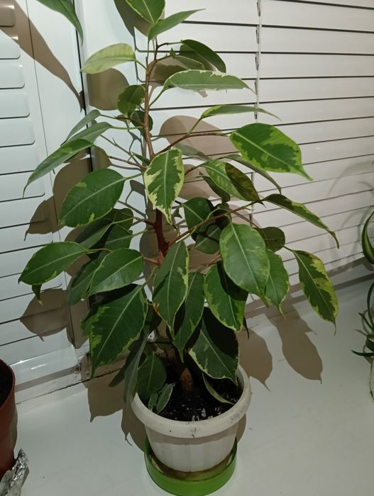 Фікус бенджаміна