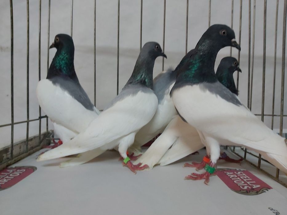 Gołębie Ciemne Murzyny